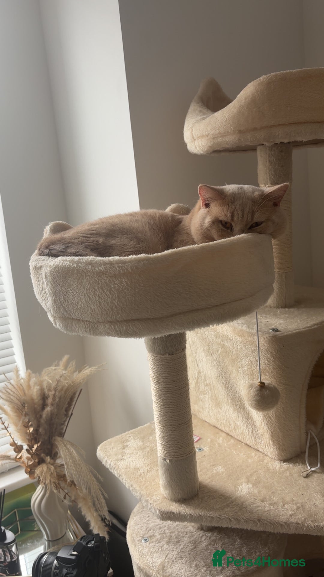 British Shorthair cats for stud: Active GCCF Championship status BSH STUD, Blood B! - Advert 5