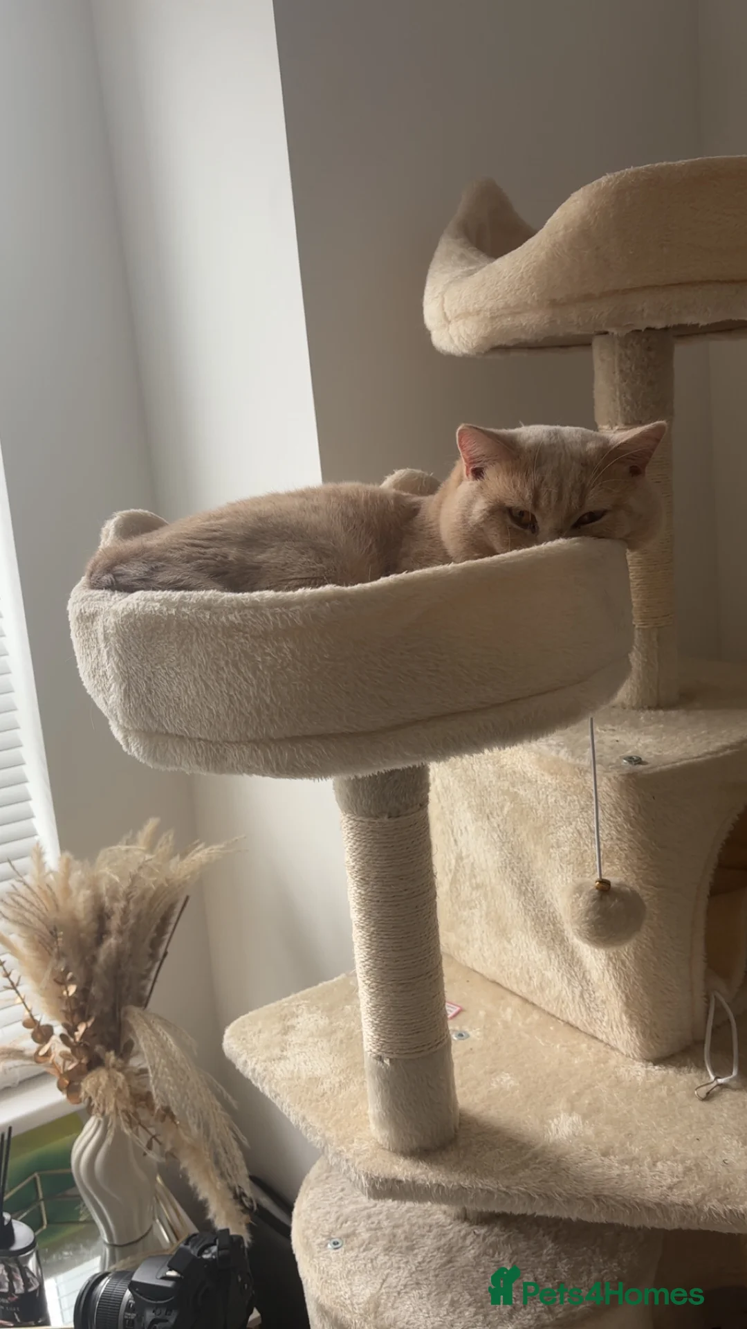 British Shorthair cats for stud: Active GCCF Championship status BSH STUD, Blood B! - Advert 8