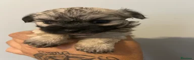 Mixed Breed 4