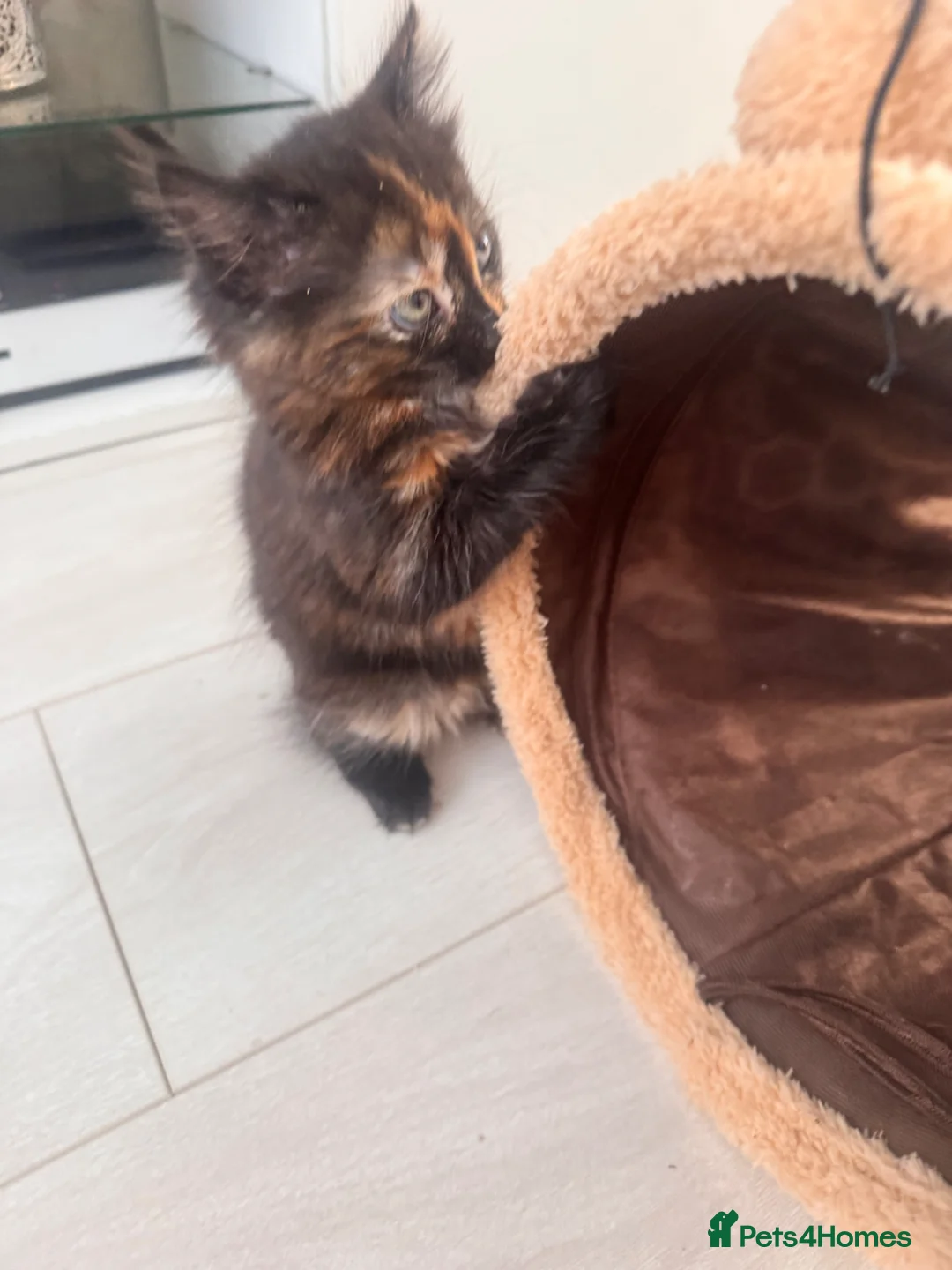 Mixed Breed cats for sale: Beautiful Mixed Breed Fluffy Kitten For Sale - Advert 13