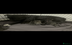 Staffordshire Bull Terrier dogs for sale: Staffordshire bull terrier puppies - Image 1