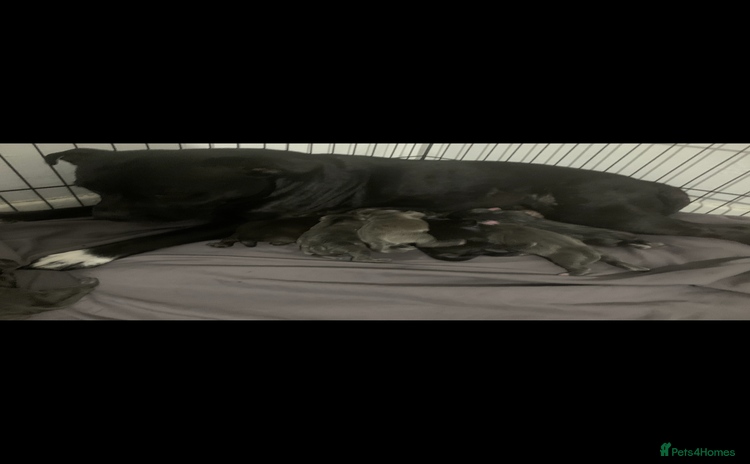 Staffordshire Bull Terrier dogs - Advert 1