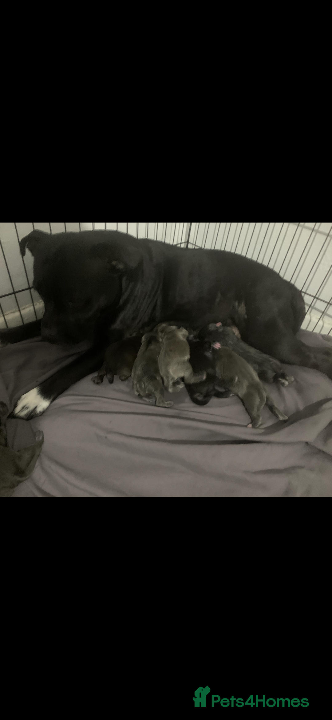 Staffordshire Bull Terrier dogs for sale: Staffordshire bull terrier puppies - Image 1