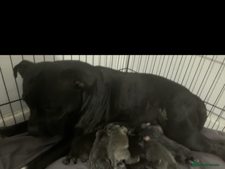 Staffordshire Bull Terrier dogs - Advert 1