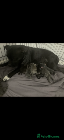 Staffordshire Bull Terrier dogs - Advert 1