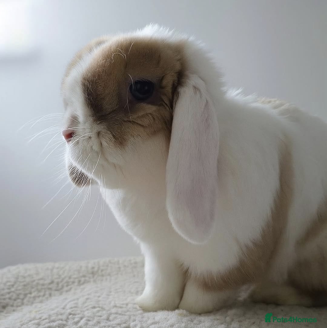 Mini Lop rabbits for sale: Choc Sallander Extreme Looking for a Special Home  - Advert 2