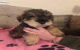 Mixed Breed dogs for sale: Miniature Schnoodle. Schnoodle Mum, Schnauzer Dad - Image 1