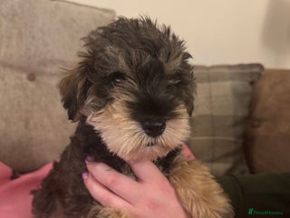 Mixed Breed dogs - Advert 1