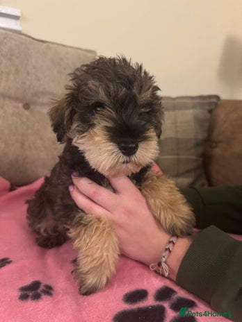 Mixed Breed dogs - Advert 2