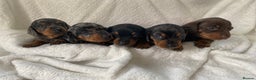 Miniature Dachshund dogs for stud: FOR STUD STUNNING SILVER DAPPLE in Benfleet - Advert 7