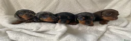 Miniature Dachshund dogs for stud: FOR STUD STUNNING SILVER DAPPLE in Benfleet - Advert 6