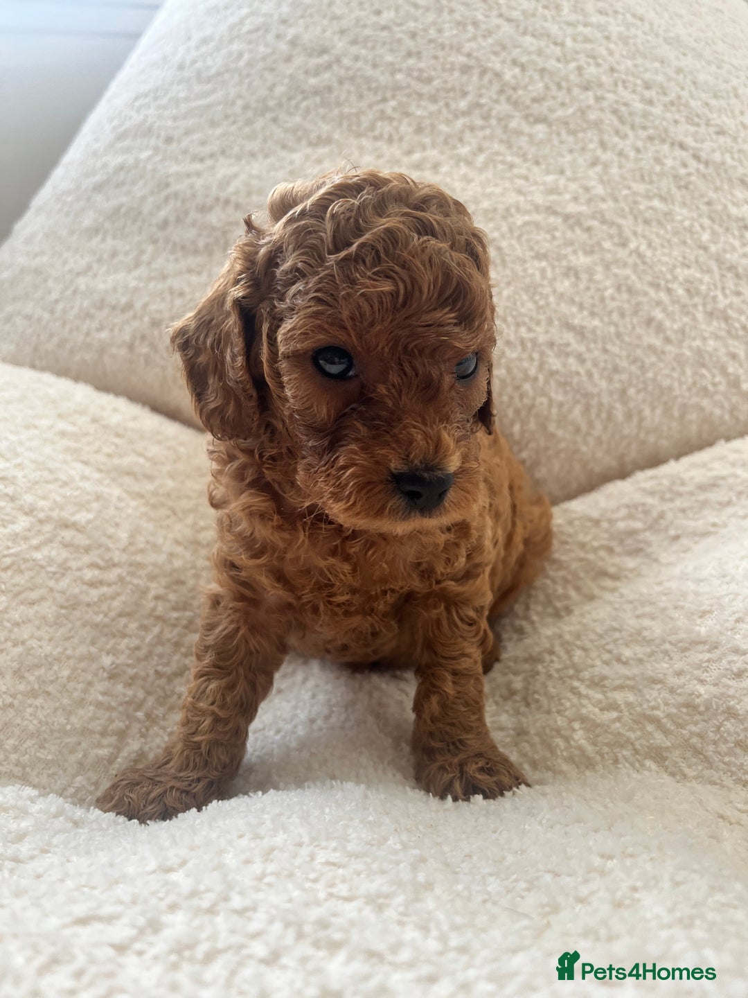 Toy Poodle dogs for sale: Absolutely stunning Toy poodles 🐾 - Advert 2