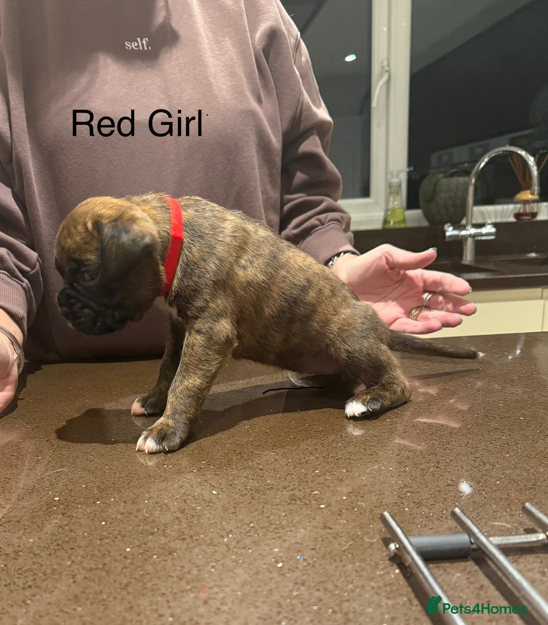 Boxer dogs for sale: Boxer Puppies  - Advert 7