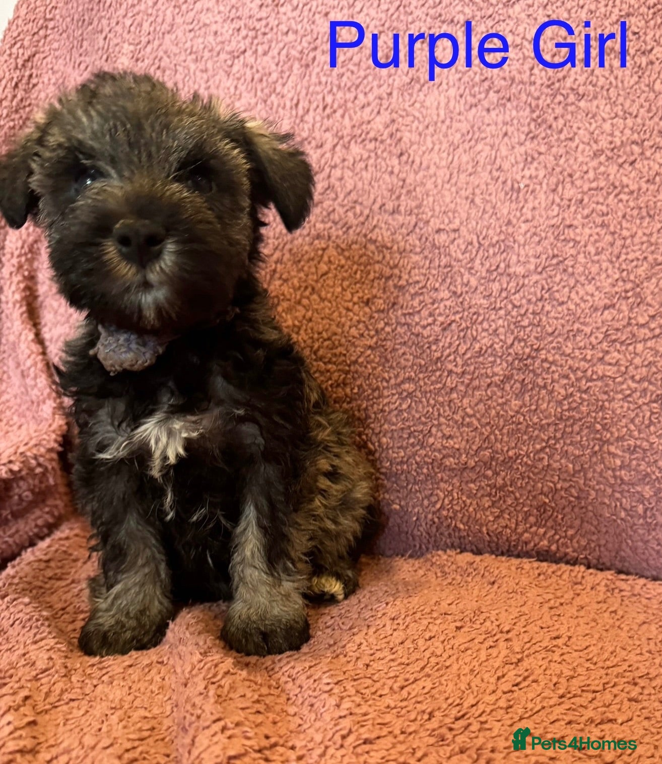 Miniature Schnauzer dogs Miniature schnauzer puppies ready to go in 1 week  - Advert 12