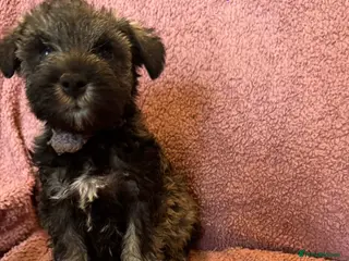 Miniature Schnauzer dogs Miniature schnauzer puppies ready to go in 1 week - Advert 12