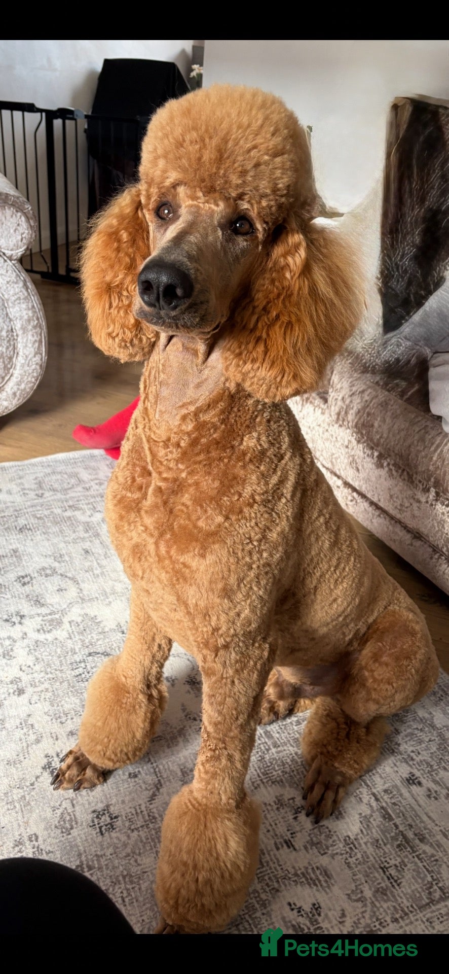 Standard Poodle dogs Standard poodle  - Advert 1