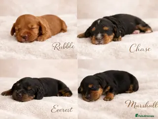 Cocker Spaniel dogs Working Cocker spaniels - Advert 1