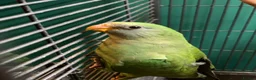 Conures birds for sale: Hand reared baby superb parakeet  - Advert 1