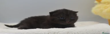 British Shorthair Black 