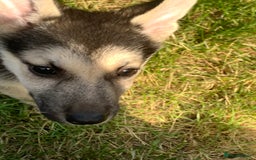 Shepsky dogs for sale: 2 beautiful Shepski puppies for sale  - Image 8
