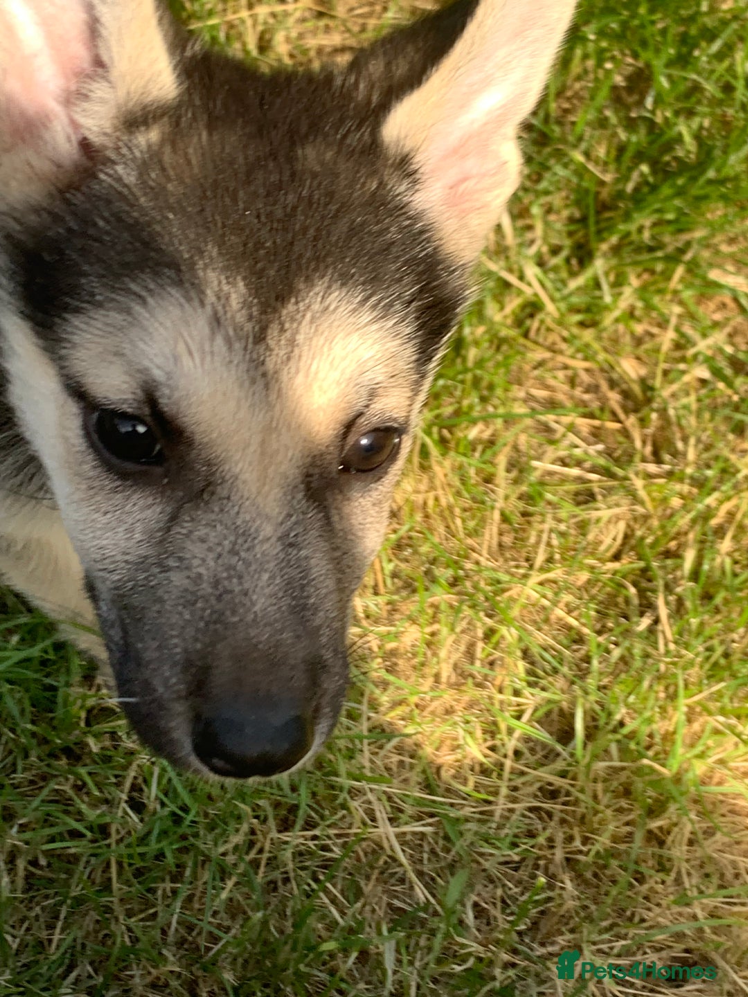Shepsky dogs for sale: 2 beautiful Shepski puppies for sale  - Image 8