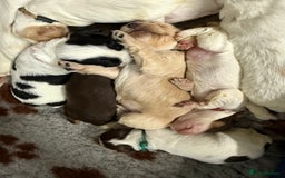 Cocker Spaniel dogs for sale: READY FOR NEW HOMES CAN LEAVE homes health tested  - Image 12