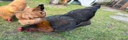 Chickens poultry for sale: Lovely laying hens, 10 months old - Advert 2