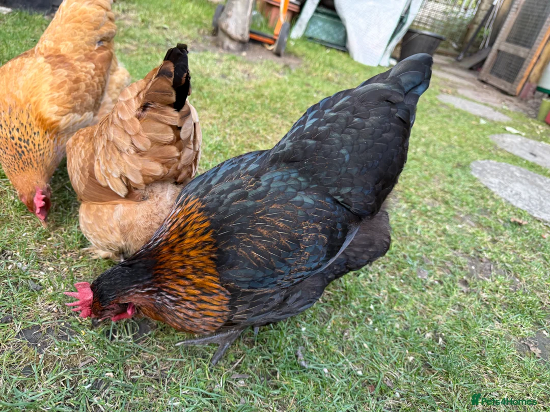 Chickens poultry for sale: Lovely laying hens, 10 months old - Advert 2