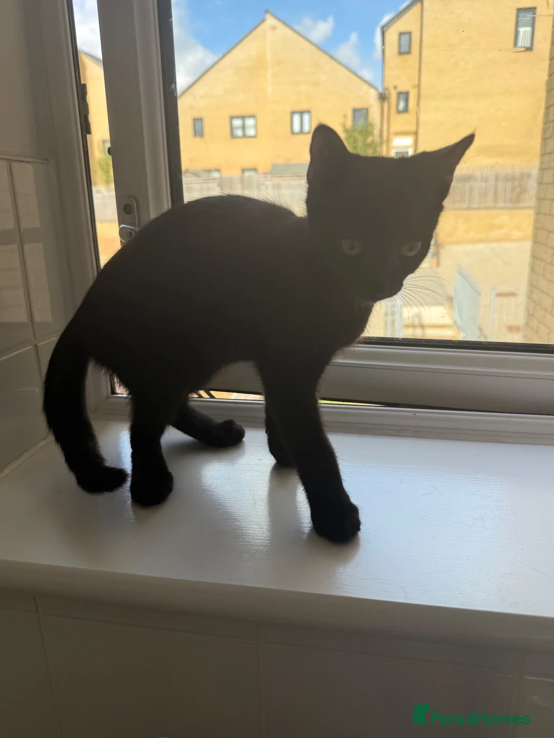 Mixed Breed cats for sale: Male kitten  - Advert 2