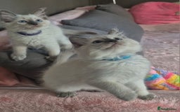 Ragdoll cats for sale:  2 left! 6 Purebred Blue Point Ragdoll Kittens - Image 18