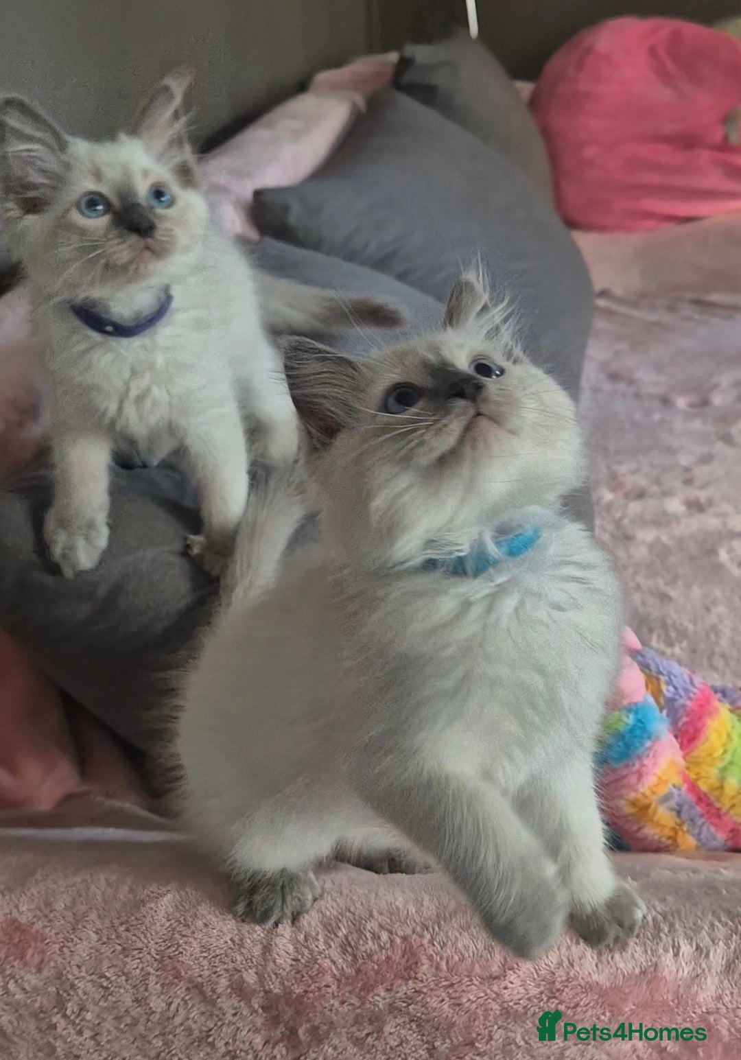 Ragdoll cats for sale:  2 left! 6 Purebred Blue Point Ragdoll Kittens - Image 18