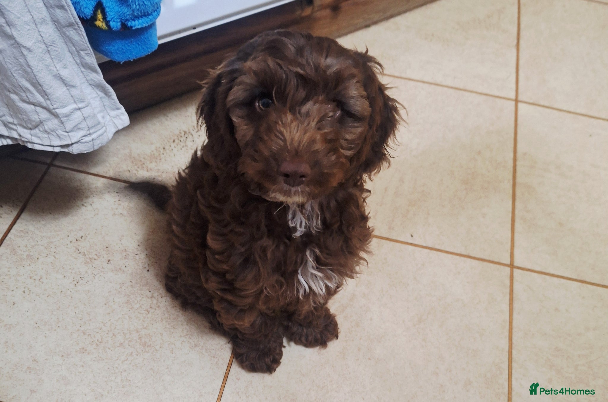 Cockapoo dogs READY for new homes F1b cockapoo puppies - Advert 6