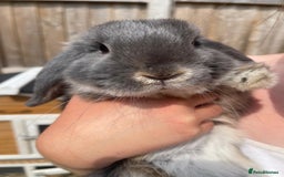 Mini Lop rabbits for sale: Male baby rabbit - Image 1