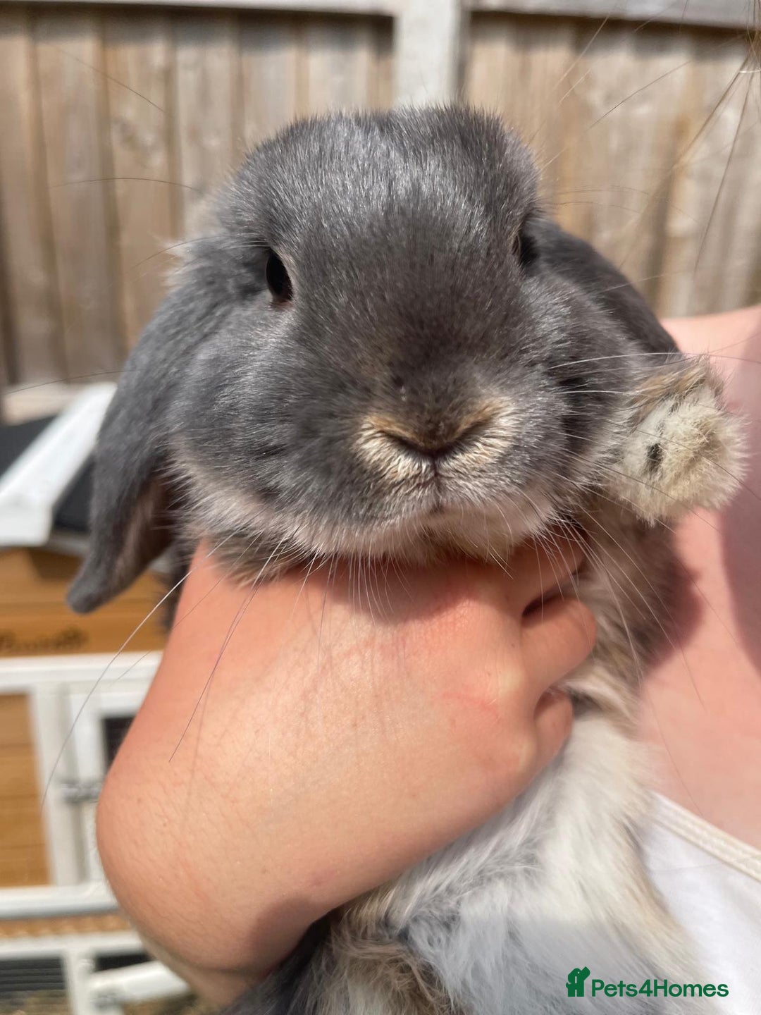 Mini Lop rabbits for sale: Male baby rabbit - Image 1