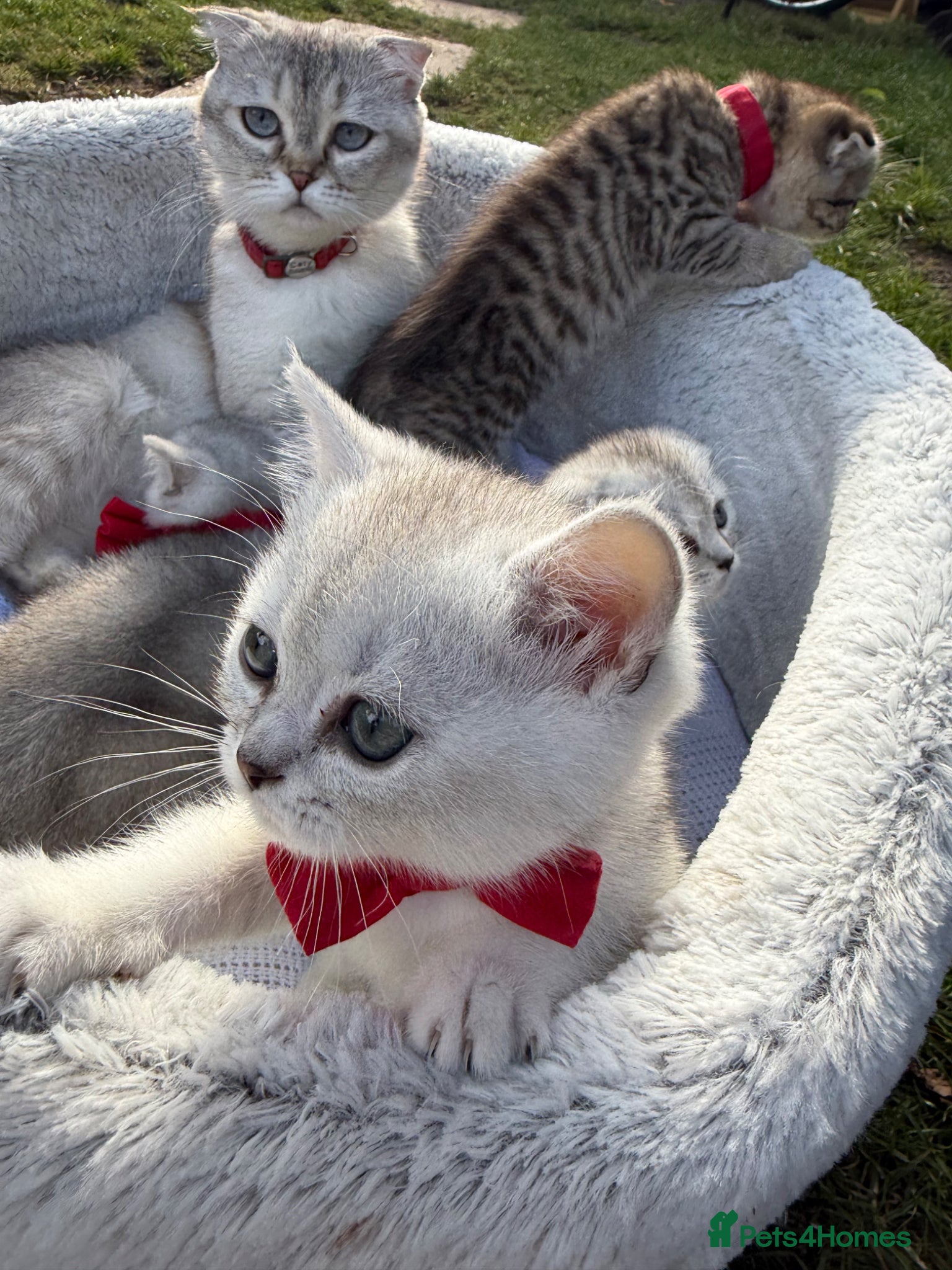Scottish Fold cats for sale: Scottish Fold - Advert 7