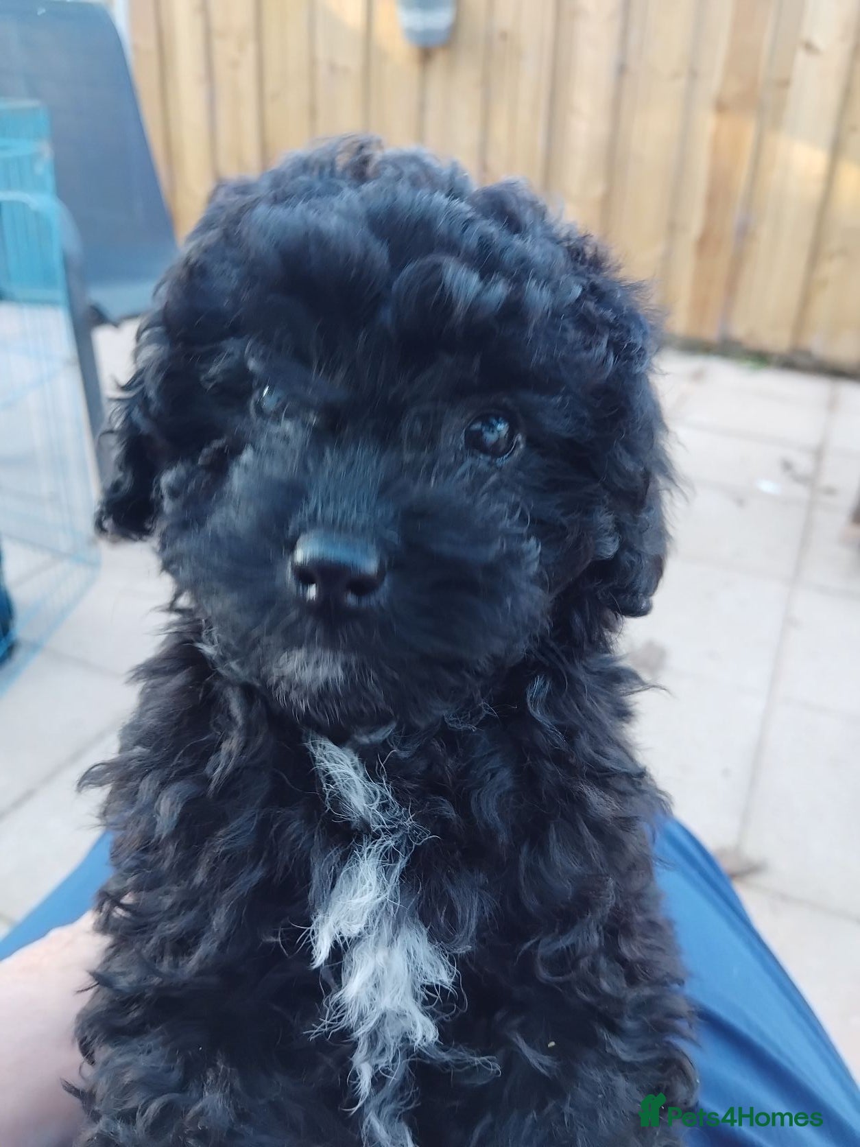 Poochon dogs POOCHON PUPPIES IN NORTHERN IRELAND - Advert 2