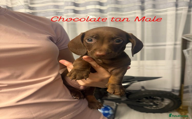 Miniature Dachshund dogs - Advert 15
