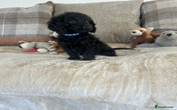 Cockapoo dogs for sale: Gorgeous F1 cockapoo puppies  - Image 31