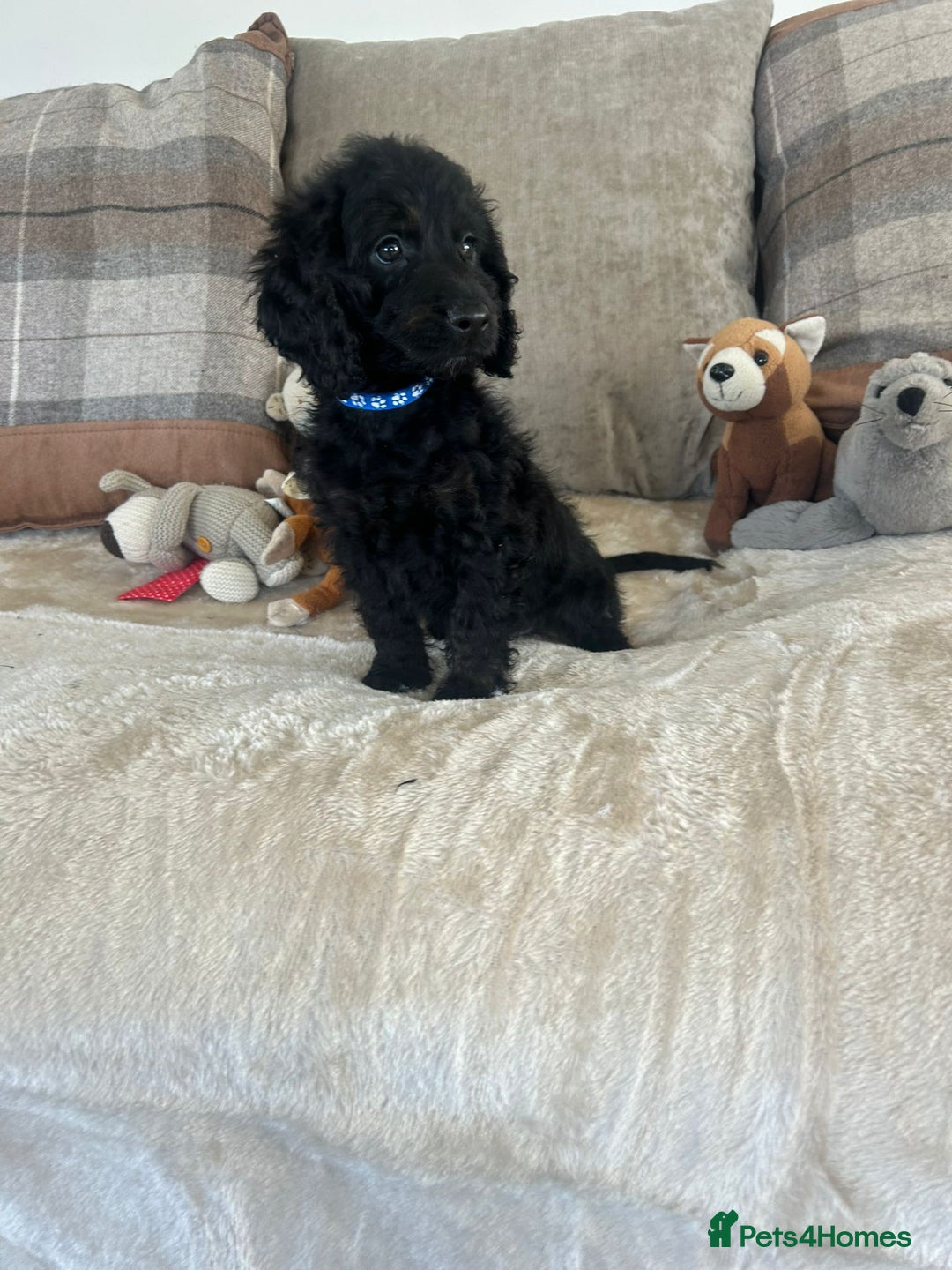 Cockapoo dogs for sale: Gorgeous F1 cockapoo puppies  - Image 31