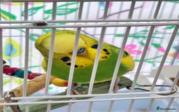 Budgerigars birds for sale: Budgies - Image 2