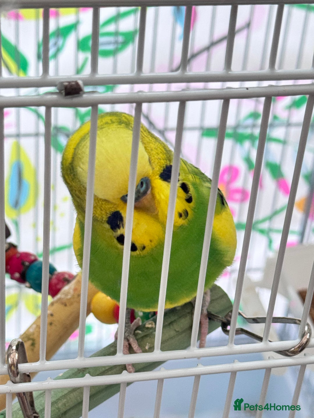 Budgerigars birds for sale: Budgies - Image 2