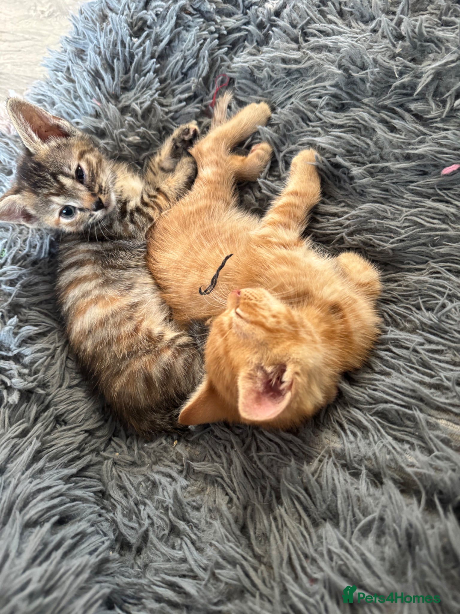 British Shorthair cats Adorable kittens - Advert 6