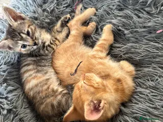 British Shorthair cats Adorable kittens - Advert 1