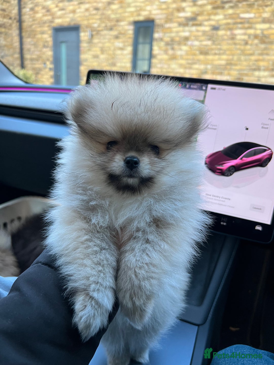 Pomeranian dogs for sale: 2 Pomeranian female puppies available  - Image 9