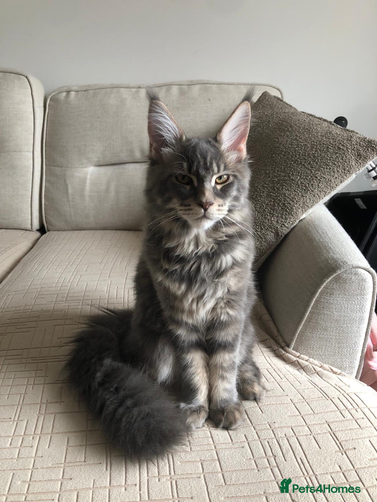 Maine Coon cats PURE MAINE COON – TREN AVAILABLE FOR STUD  - Advert 2