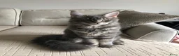 Maine Coon cats for stud: PURE MAINE COON – TREN AVAILABLE FOR STUD  - Advert 2