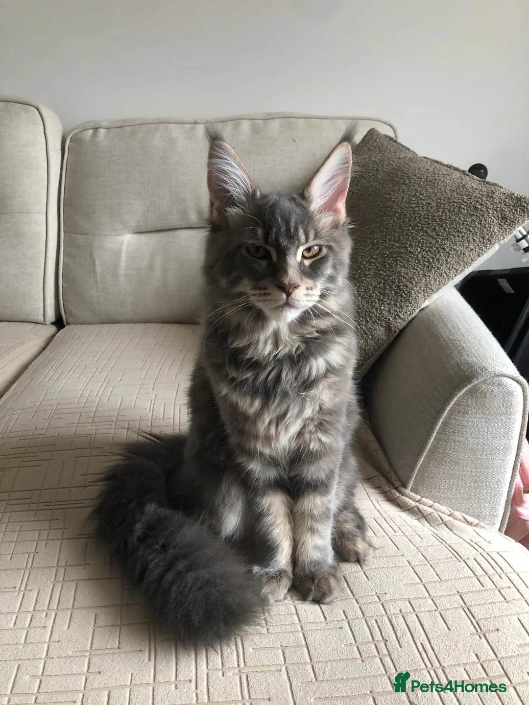 Maine Coon cats for stud: PURE MAINE COON – TREN AVAILABLE FOR STUD  - Advert 2