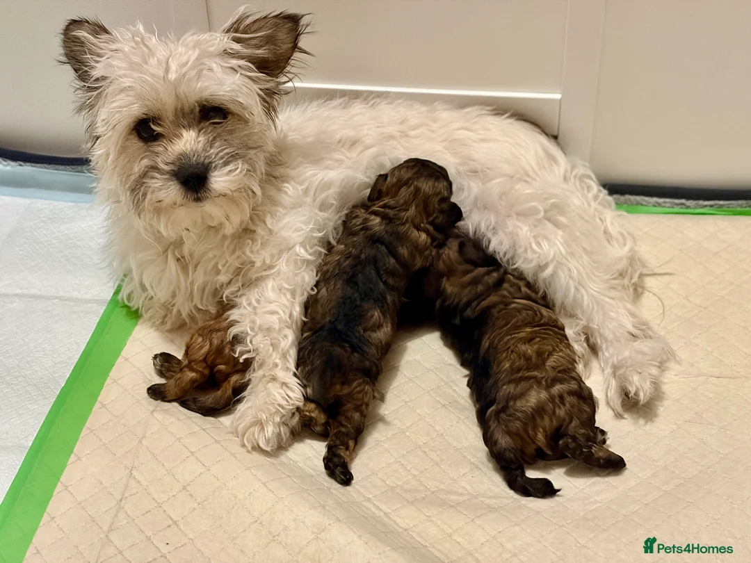 Mixed Breed dogs for sale: Toy Poodle Mix Puppies – Home Raised - Advert 6