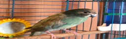 Parrots birds for sale: Blue kakariki  in Manchester - Advert 1