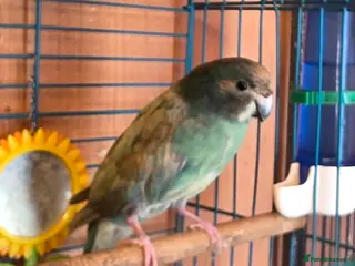 Parrots birds Blue kakariki - Advert 1